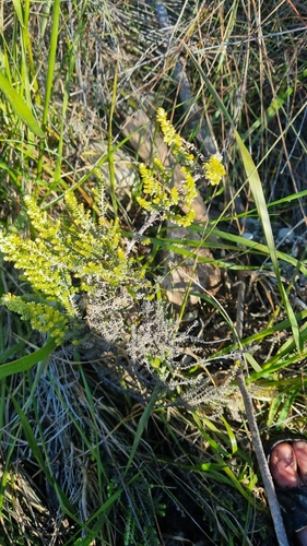 Ozothamnus leptophyllus observed 2026-10-25