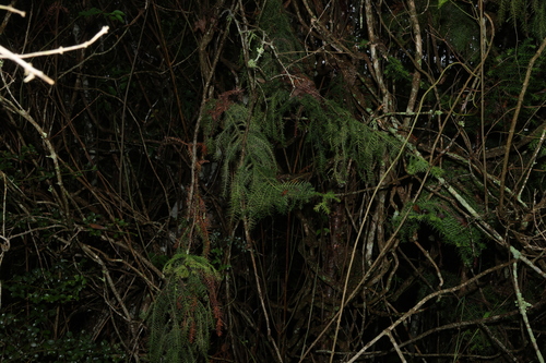 Araucaria cunninghamii observed 2026-10-25
