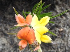 Argyrolobium filiforme