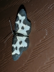 Lomaspilis opis