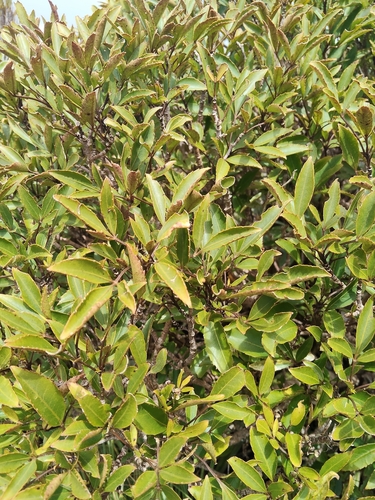 Raukaua simplex observed 2026-10-25