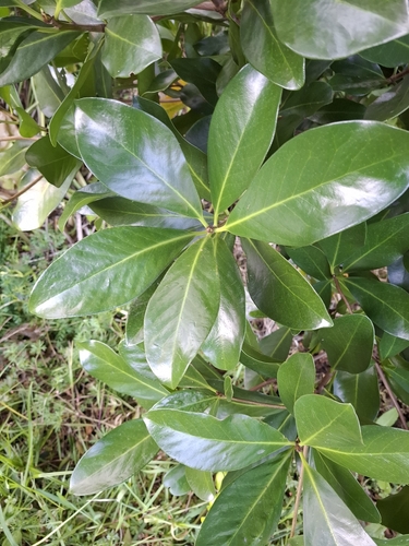 Corynocarpus laevigatus observed 2026-10-25