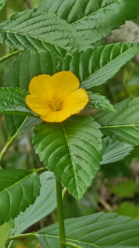 Turnera ulmifolia observed 2026-10-24
