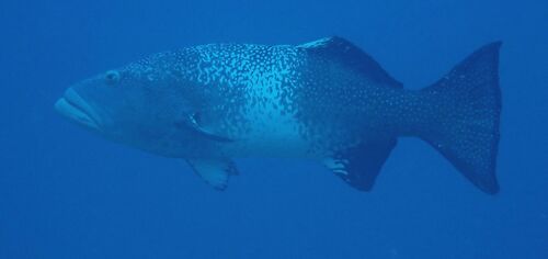 Plectropomus laevis observed 2026-10-21