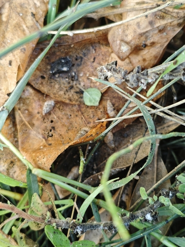 Cochlicella acuta observed 2026-10-25