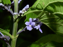 Cornutia pubescens