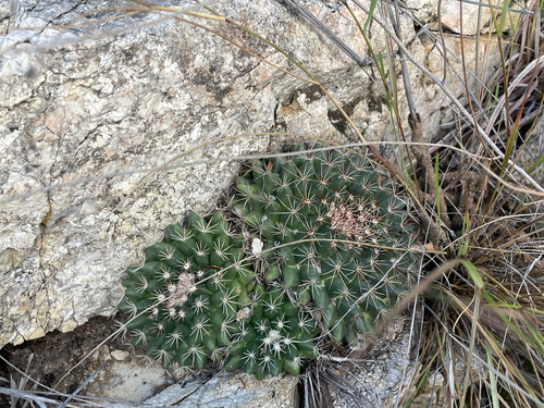 Mammillaria heyderi macdougalii