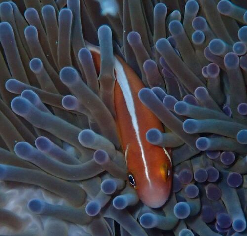 Amphiprion perideraion observed 2026-10-21