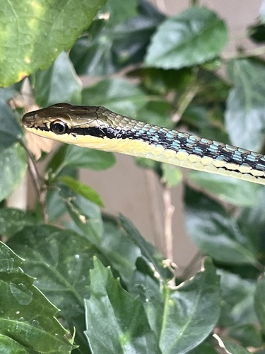 Dendrelaphis pictus observed 2026-10-25