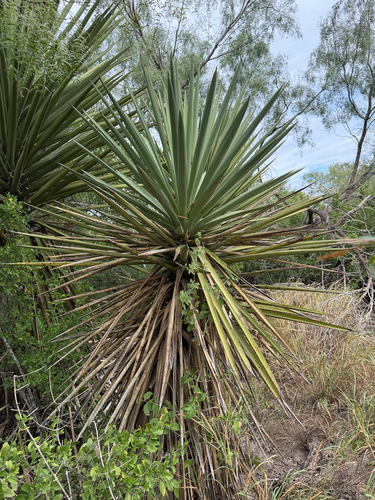 Spanish dagger