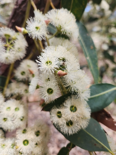 Eucalyptus marginata observed 2026-10-25