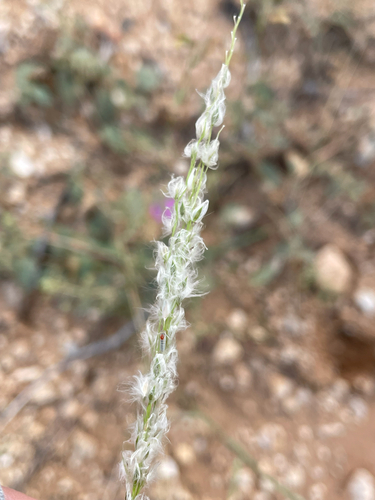 Arizona cottontop