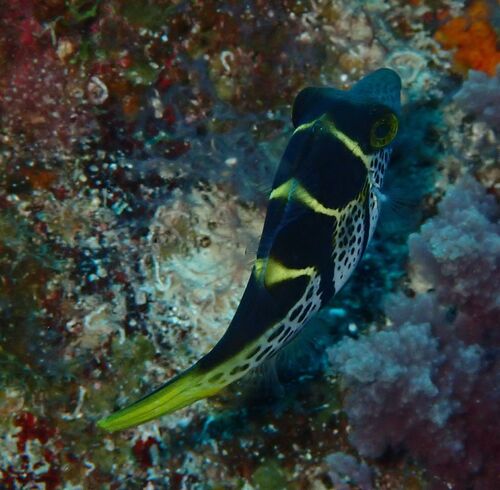 Paraluteres prionurus observed 2026-10-21