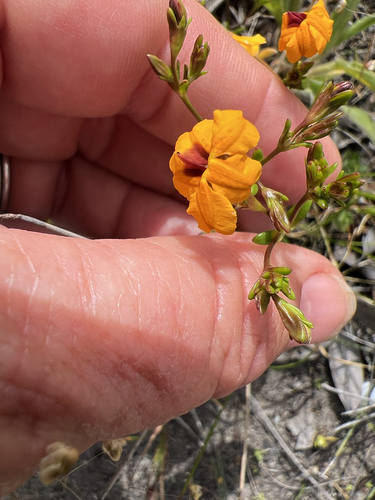 Goodenia trinervis, 2026-10-25