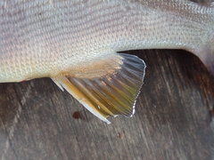 Parapristipoma trilineatum