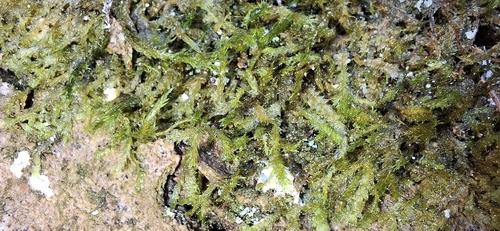 Neckera pumila observed 2026-10-24