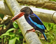 Halcyon cyanoventris