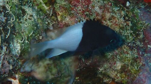 Chromis iomelas observed 2026-10-21