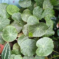 Begonia goegoensis