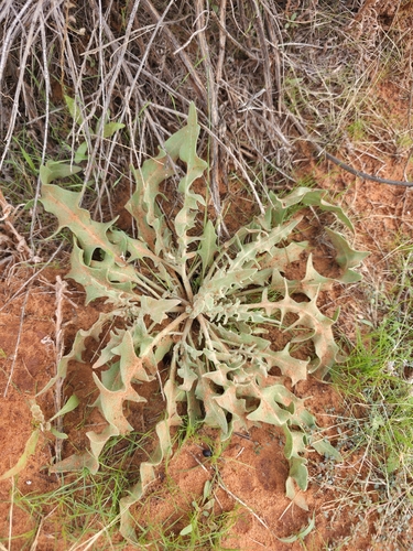Touristplant · DIWI2