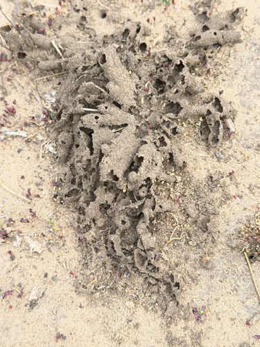 Long-jawed Desert Termites