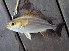 Parapristipoma trilineatum