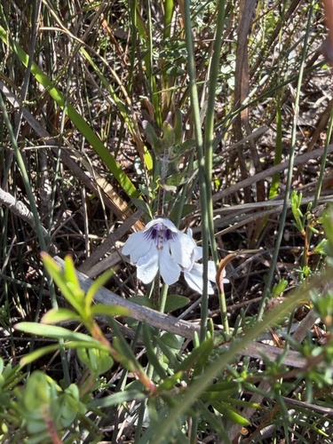 Prostanthera saxicola, 2026-09-25