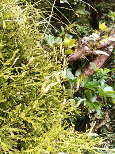 Diphasium scariosum observed 2026-10-25