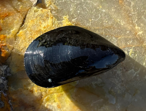 Mytilus edulis observed 2026-10-25