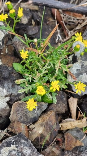 Senecio lautus observed 2026-10-25