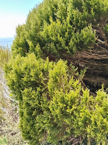 Libocedrus bidwillii observed 2026-10-25