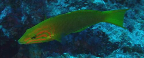 Thalassoma lutescens observed 2026-10-21