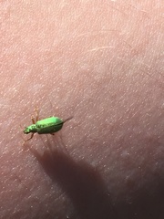 Polydrusus pterygomalis