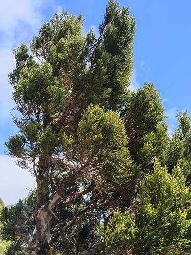 Libocedrus bidwillii observed 2026-10-25