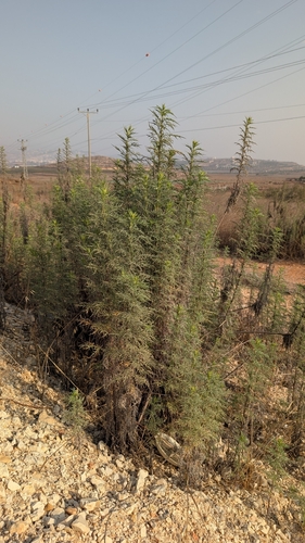 אמברוסיה מכונסת