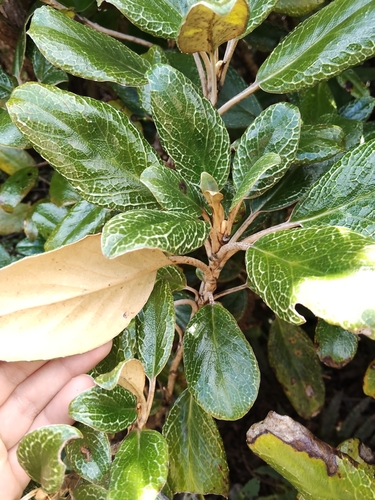 Brachyglottis elaeagnifolia observed 2026-10-25