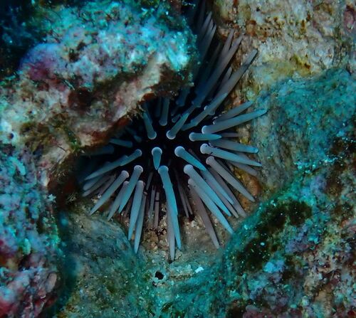 Echinometra mathaei observed 2026-10-21