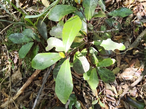 Pseudowintera, 2026-10-25