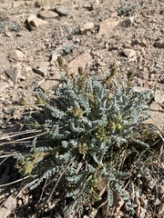 Chaenactis santolinoides