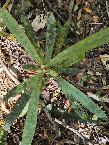 Rapanea observed 2026-10-25