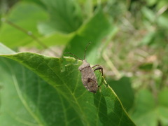 Acanthocoris sordidus