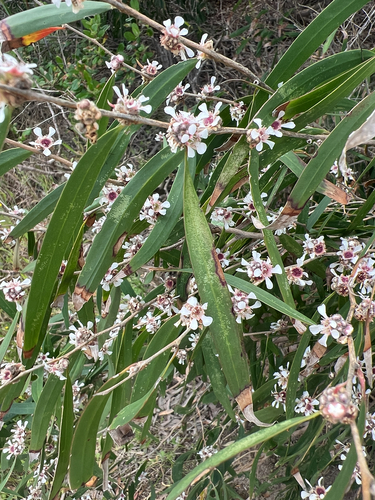 Agonis flexuosa, 2026-10-25