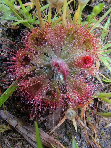 Drosera burmannii observed 2026-10-25