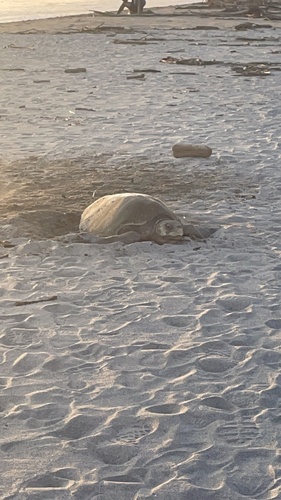 Lepidochelys olivacea observed 2026-10-24