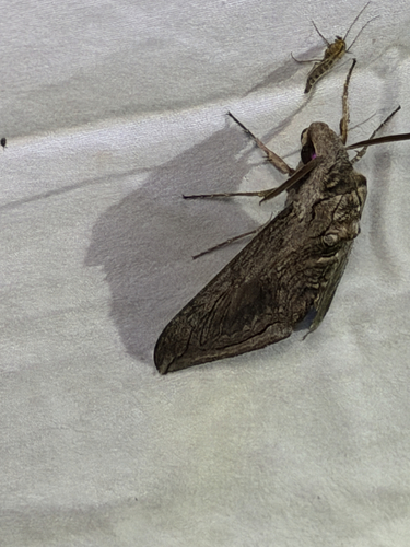 Five-spotted Hawk Moth