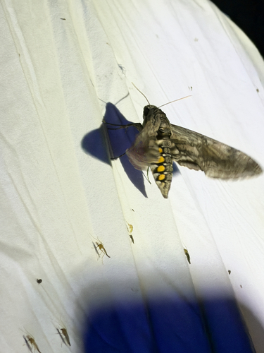 Five-spotted Hawk Moth
