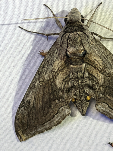 Five-spotted Hawk Moth