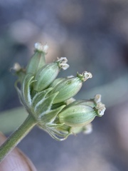 Lomatium nevadense parishii