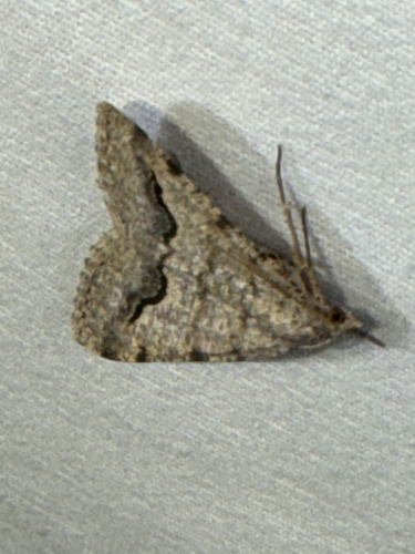 Mesquite Looper Moth