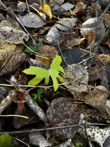 Petasites frigidus observed 2026-10-24